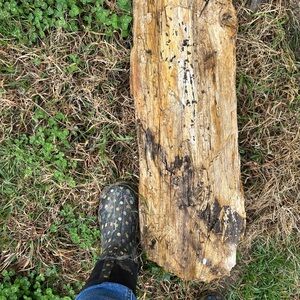 Rustic Wooden Log